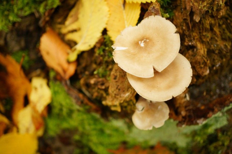 Mushroom ingredients