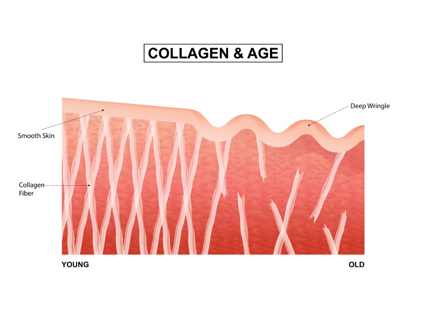 collagen and age